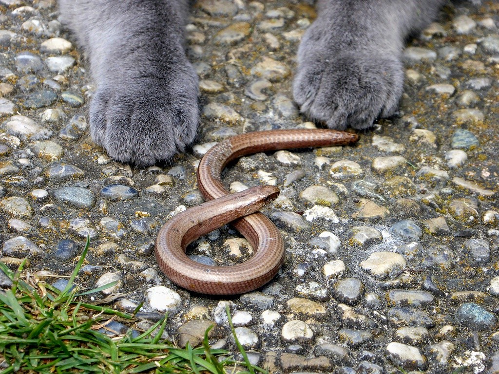 comp_Blindschleiche Schlange (18).jpg