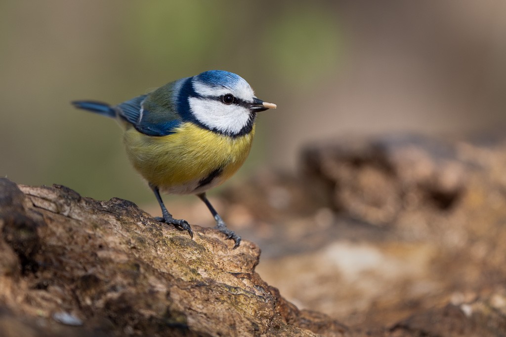 Blaumeise.jpg