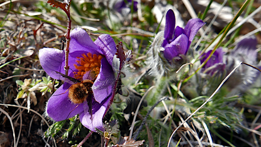 kschelle_biene2_P2050069.JPG