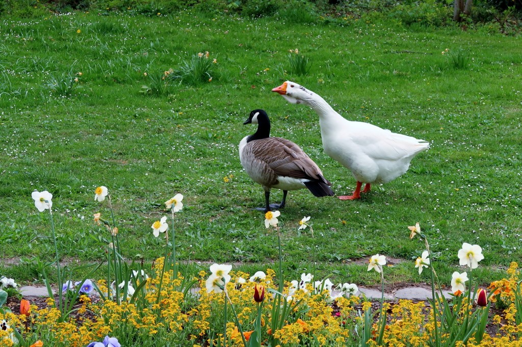 Höchergans vs. Kanadagans_1.JPG