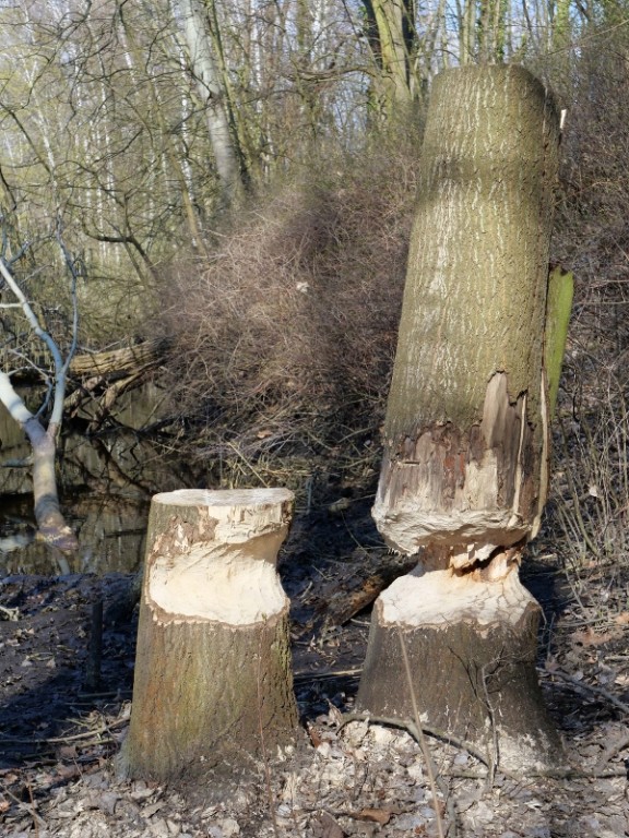 P1000080_Lumixforum (600x800).jpg