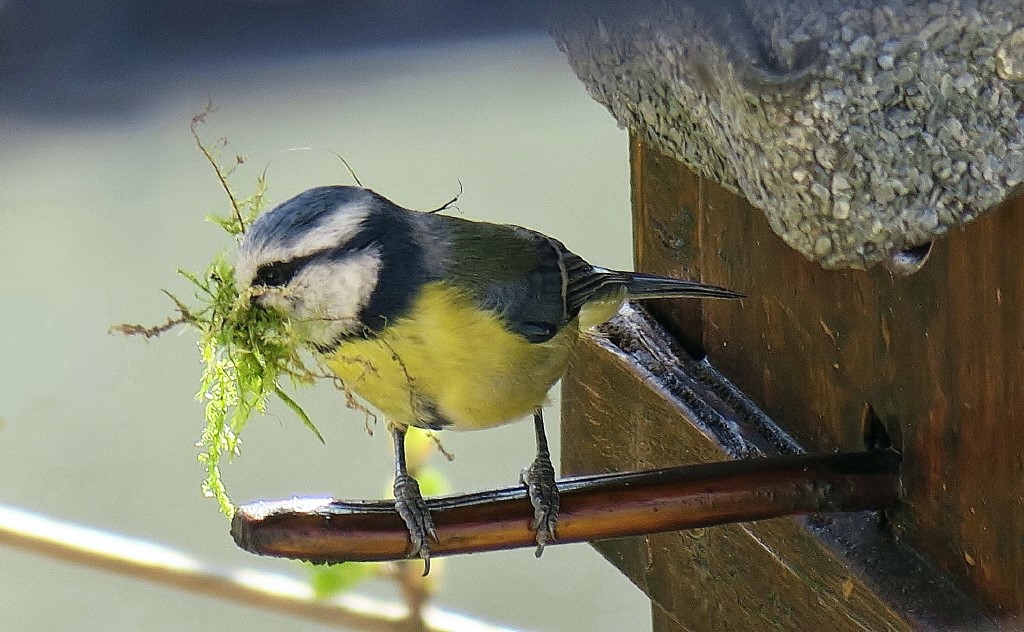 Meise 4.4.20 Nestbau_3_1.jpg