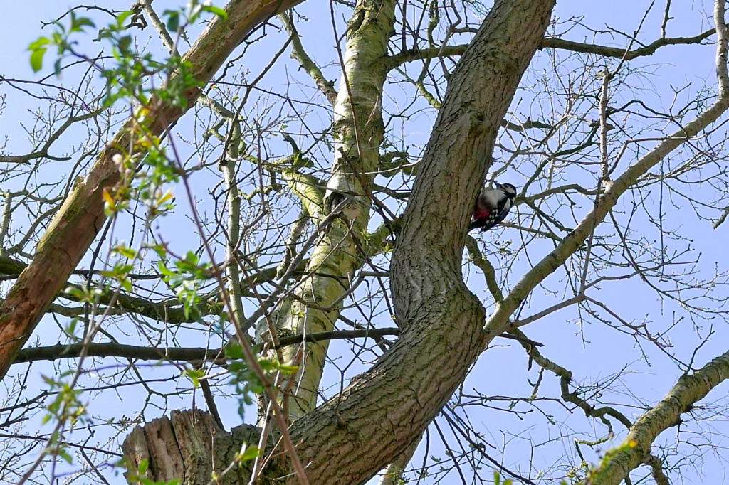 Buntspecht.jpg