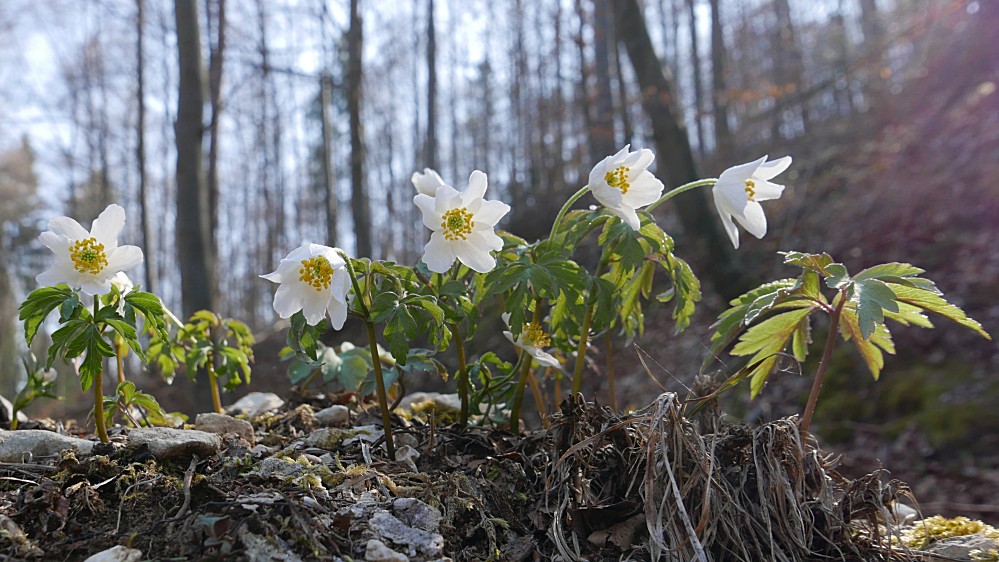 anemoneP2050158.jpg