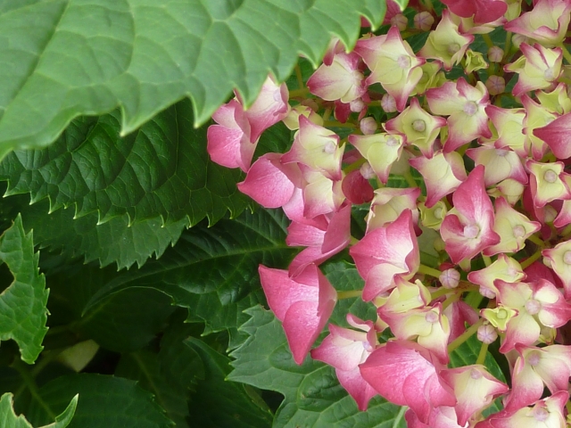 04_hortensie.jpg