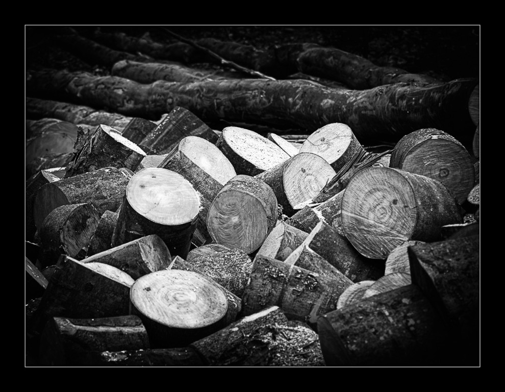 Baum_das_Ende_BW_1200px.jpg