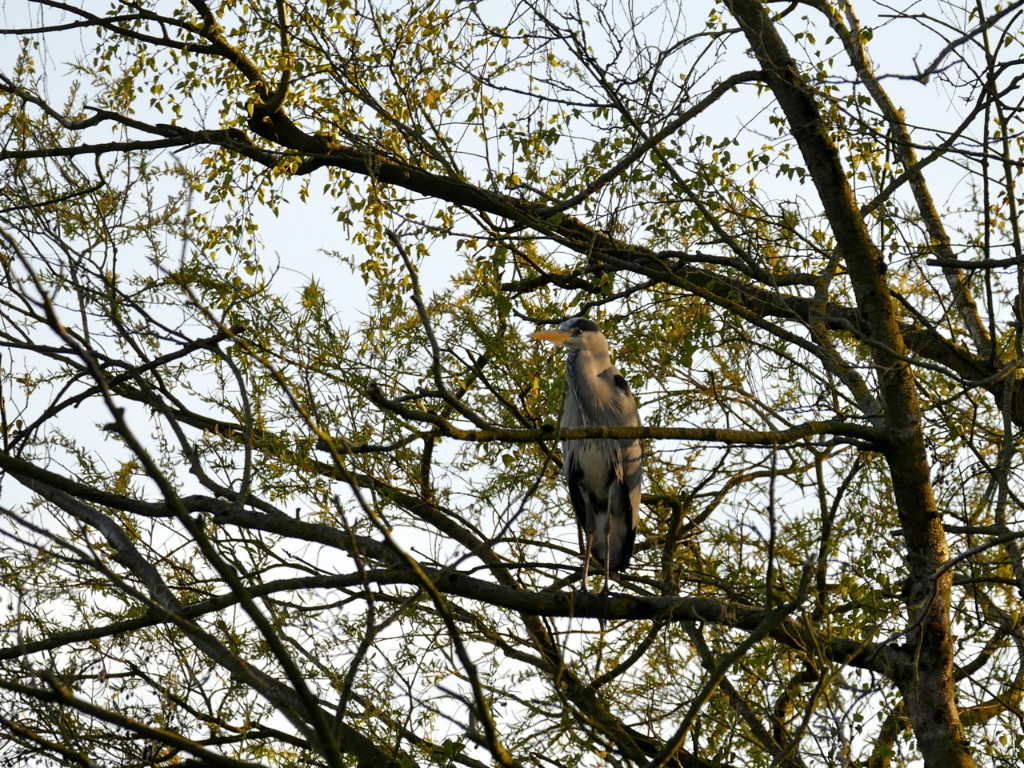 Graureiher in Baum.jpg