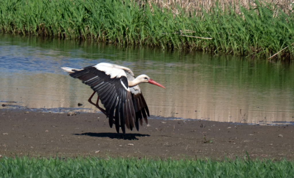 200421-weissstorch-009.jpg