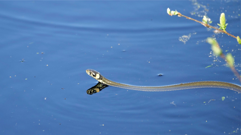 schwimmende Ringelnatter.jpg