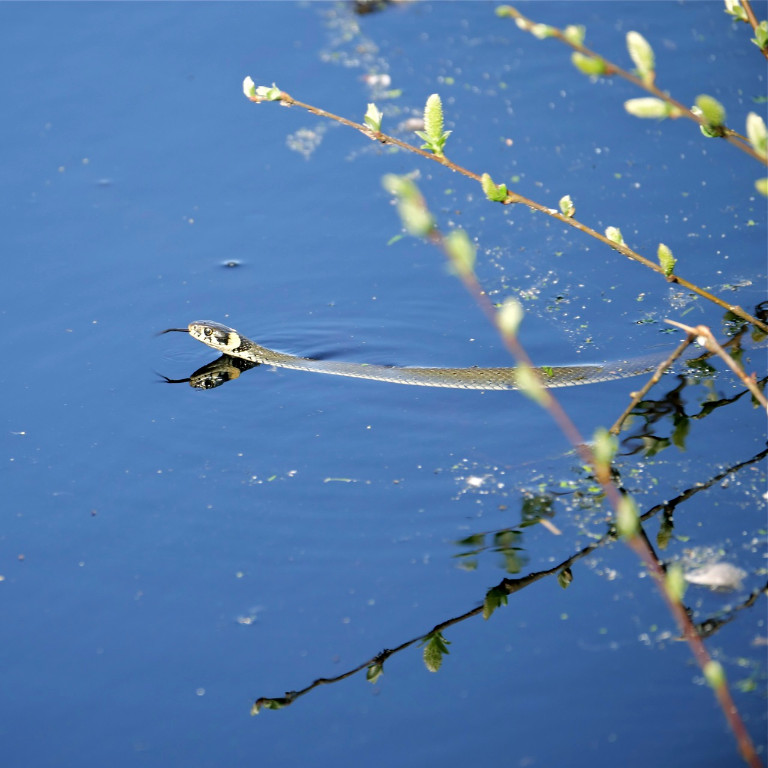 züngelnde Ringelnatter.jpg