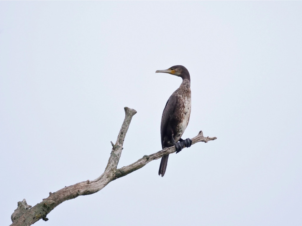 Kormoran auf Ast, zurück schauend.jpg