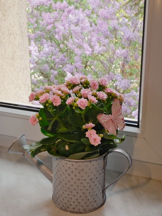 P1080297.jpg