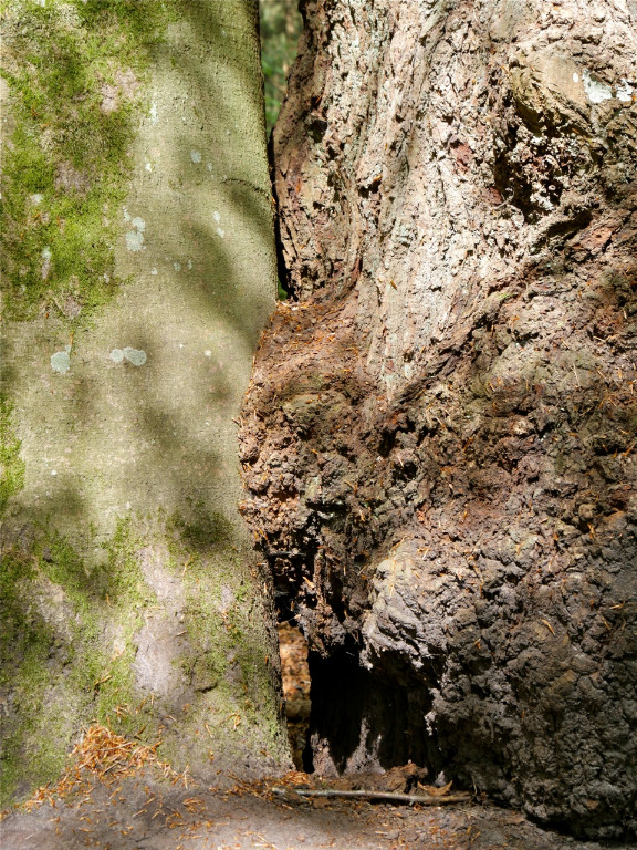 Eiche mit Buche3.jpg