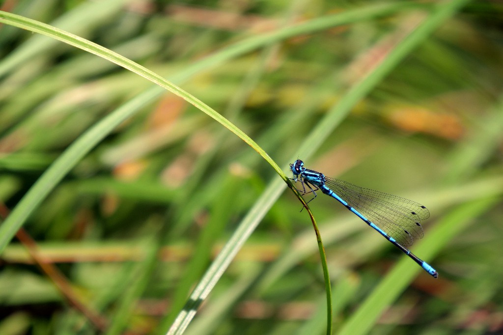Libelle10 1024x682.jpg