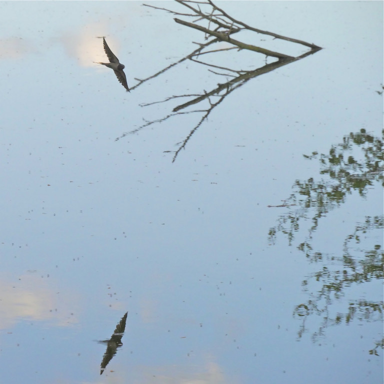 Rauchschwalbe, gespiegelt.jpg