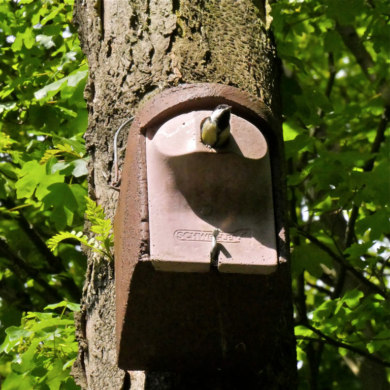 Kohlmeise vor dem Abflug.jpg