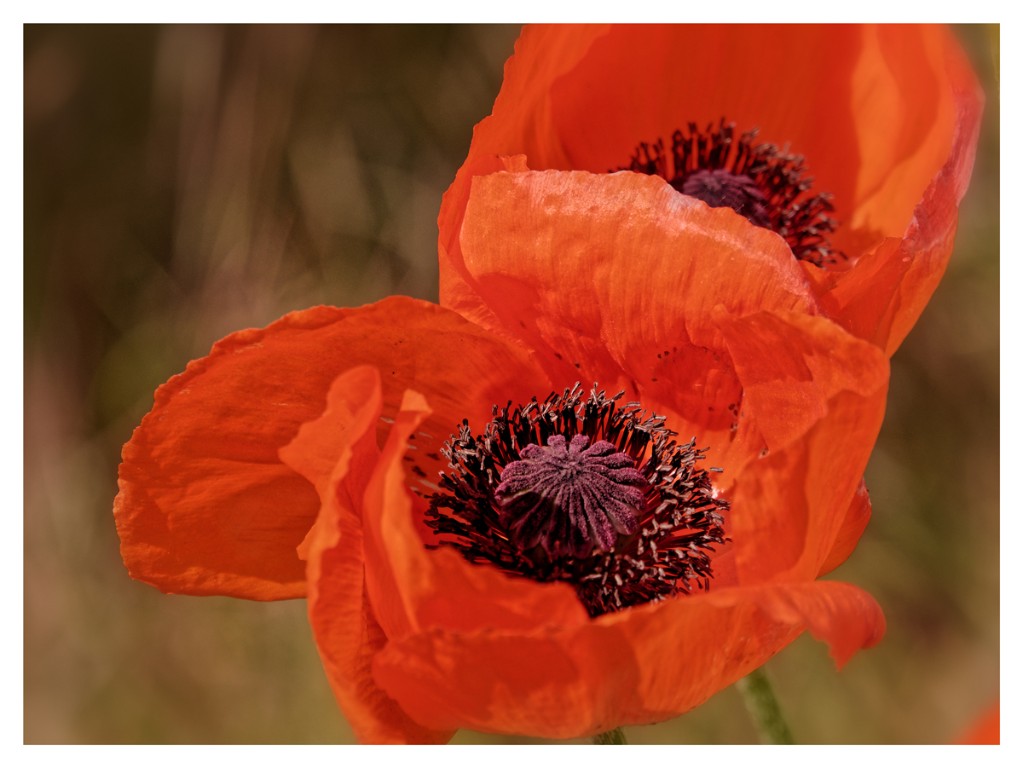 Mohn2_1200px.jpg