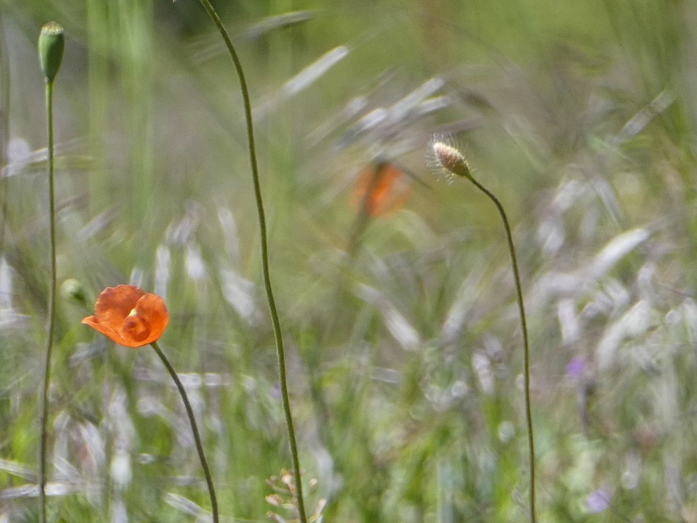 comp_P1290677.jpg
