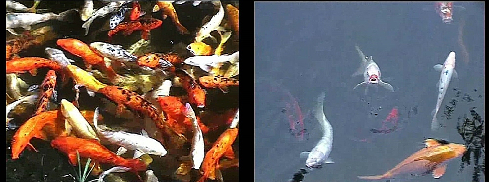 comp_Koi xx.jpg