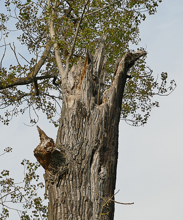 P1250132 crverkl.JPG