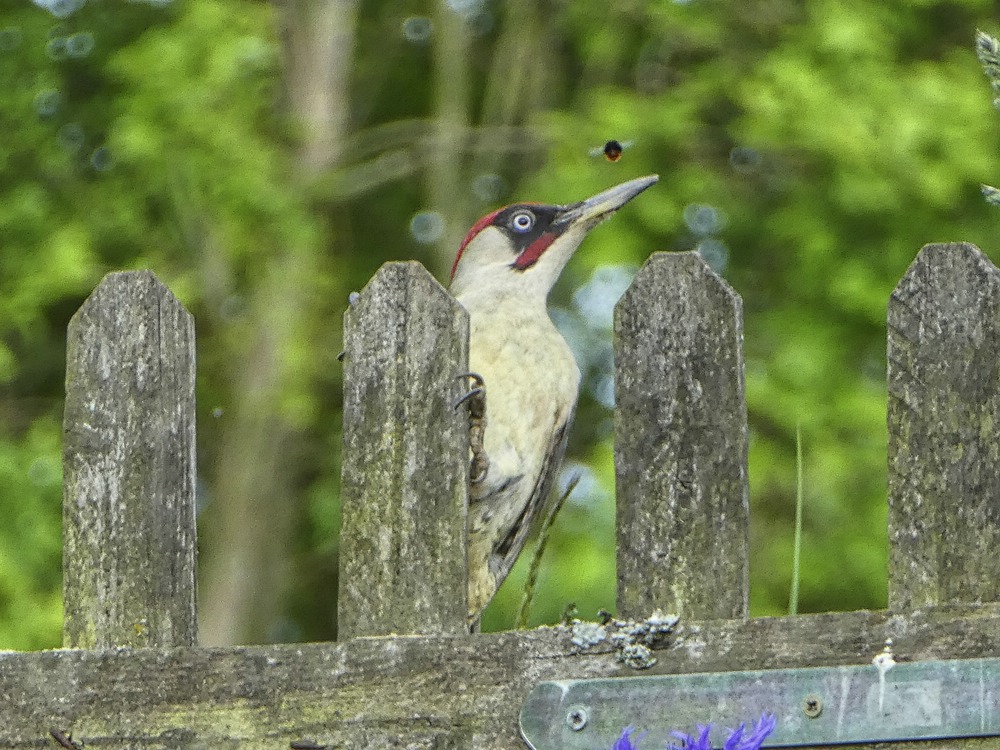 comp_P1290787.jpg