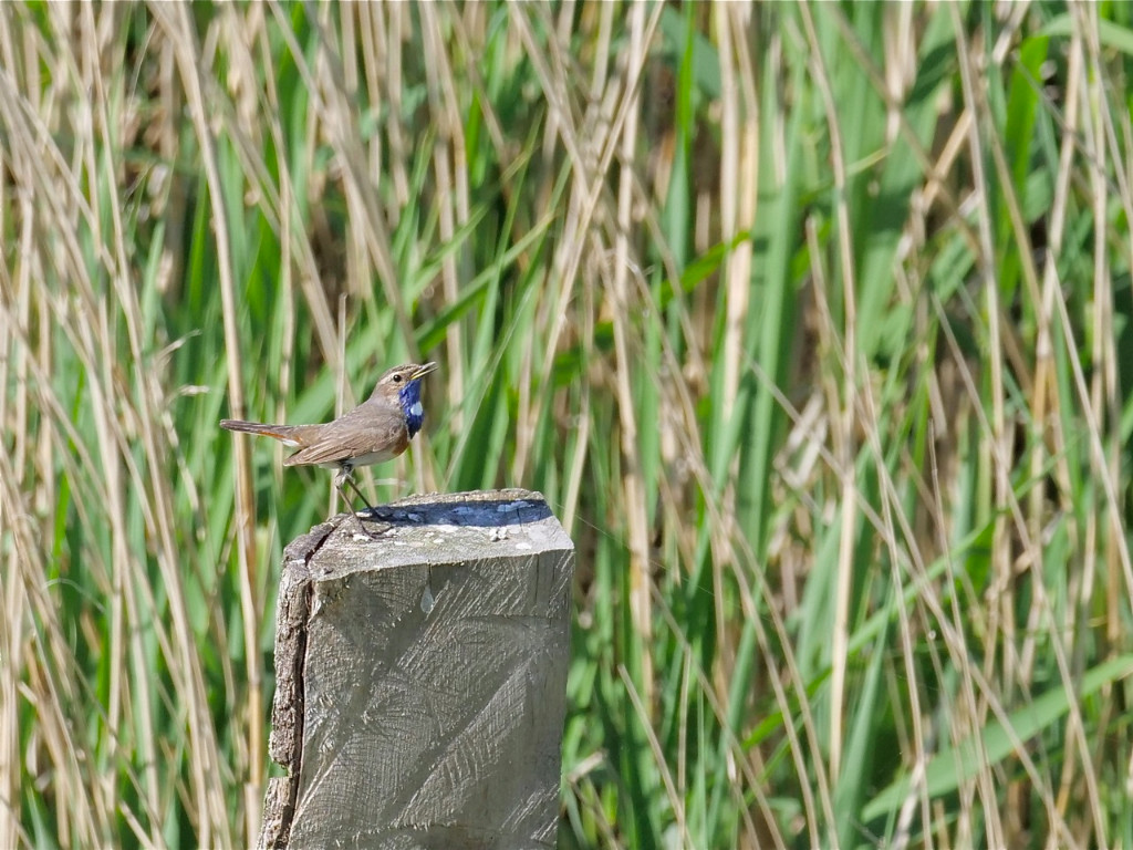 Blaukehlchen2.jpg