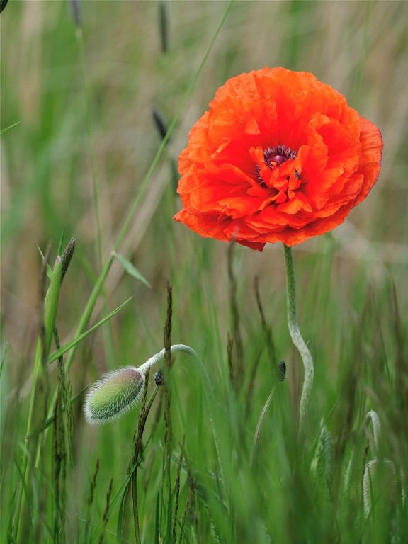 Mohn0.jpg