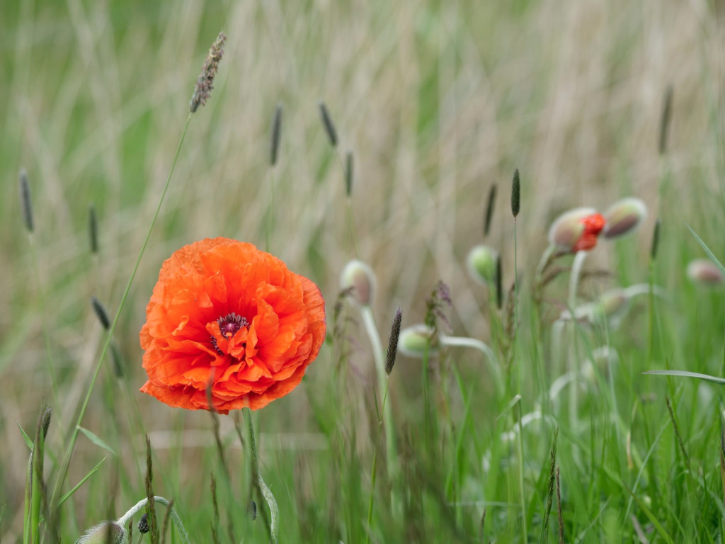Mohn1.jpg