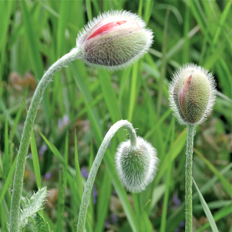Mohn7.jpg