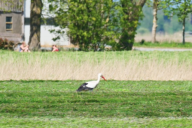 Storch auf gemähter Wiese.jpg