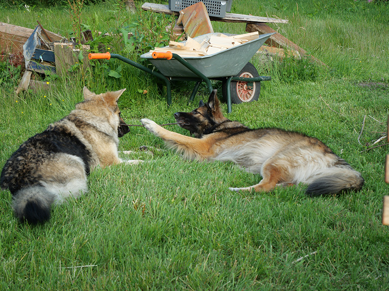 Bonnie und Twix.jpg