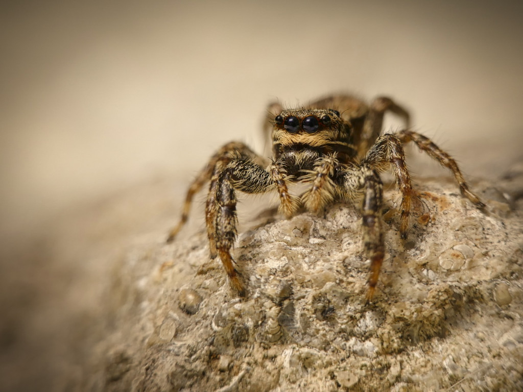 Springspinne_Marpissa_0003.jpg