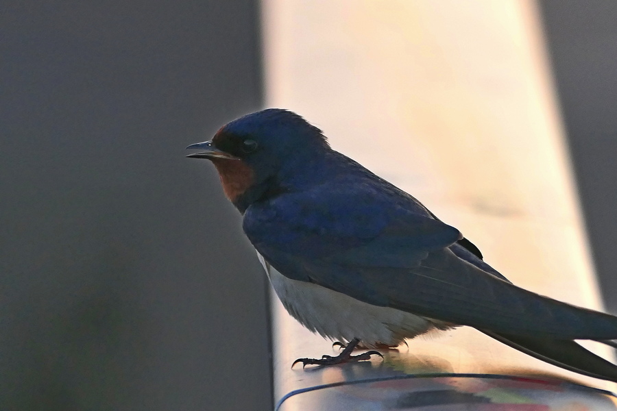 EV0126620.JPG