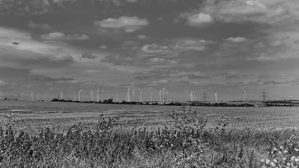 P1250655 colcrswverkl.jpg