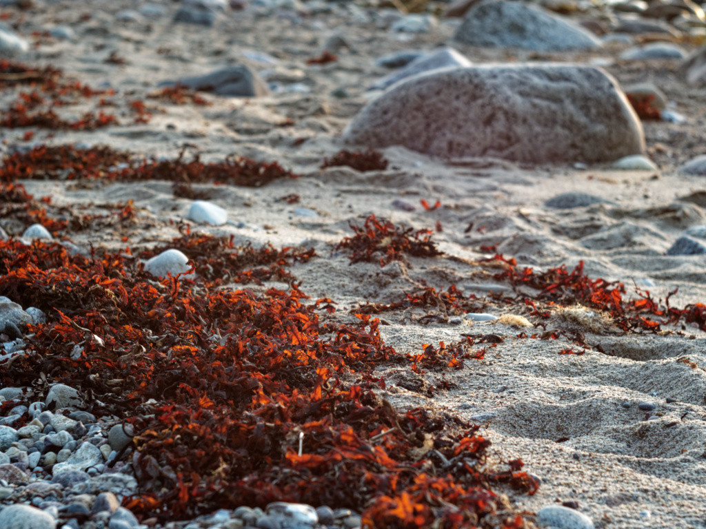 Ostsee0405_fb.jpg