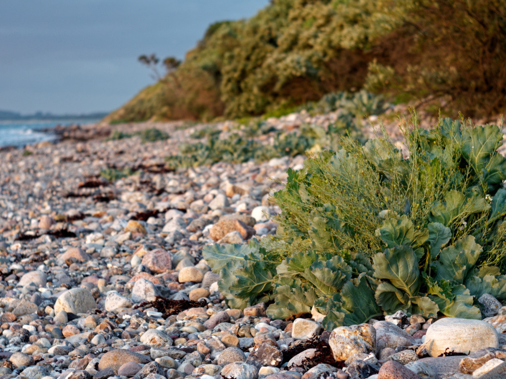 Ostsee0421_fb.jpg