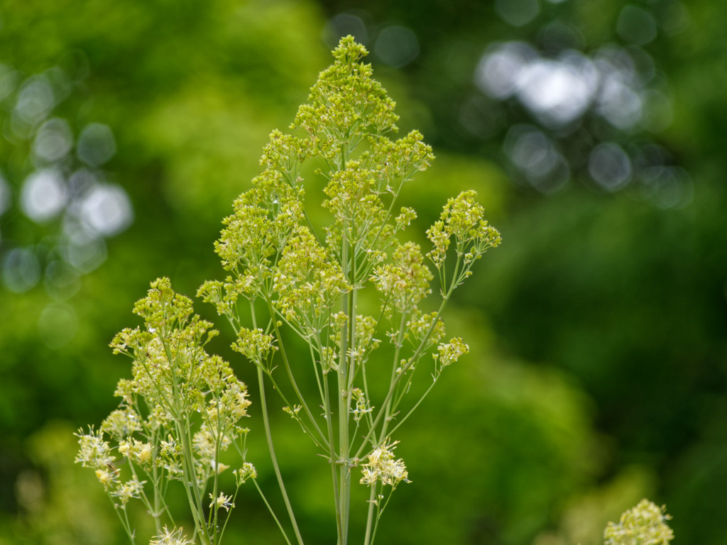 FB-565_Top100-F5,6.jpg
