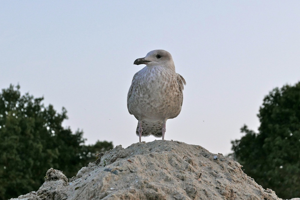 Eismöve - on the Top.jpg
