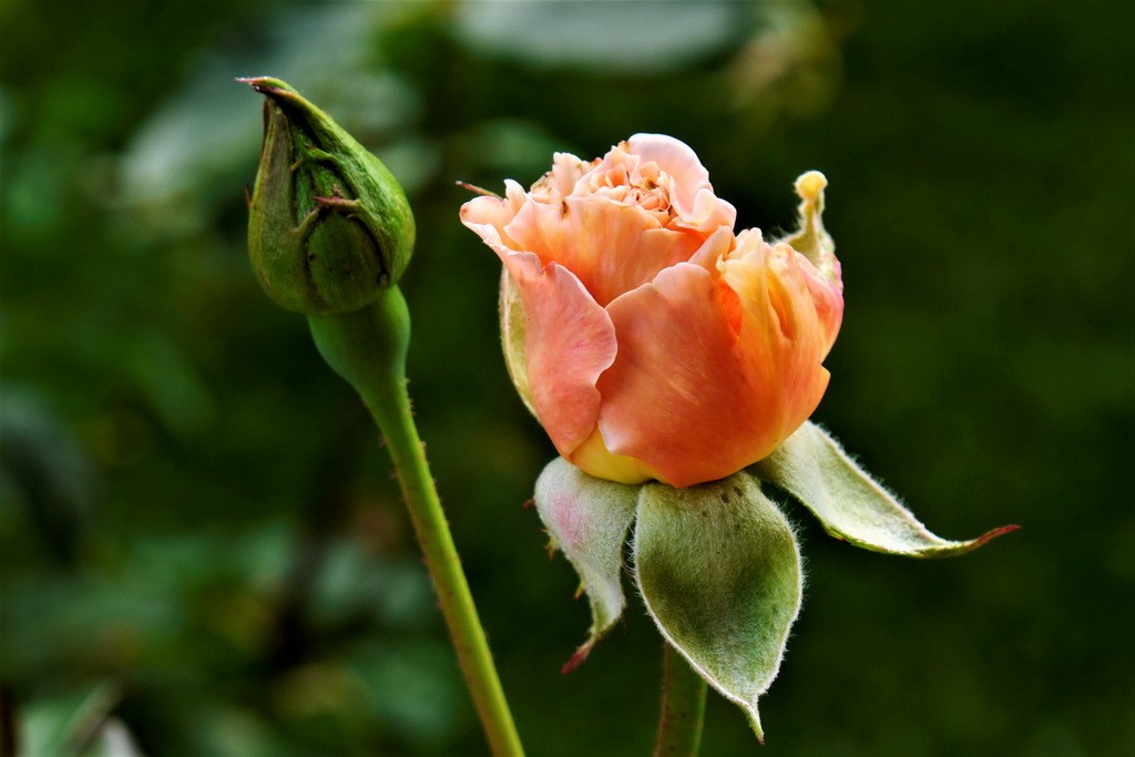 Rose.JPG