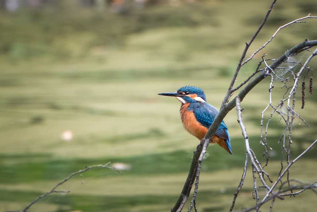 Eisvogel.jpg