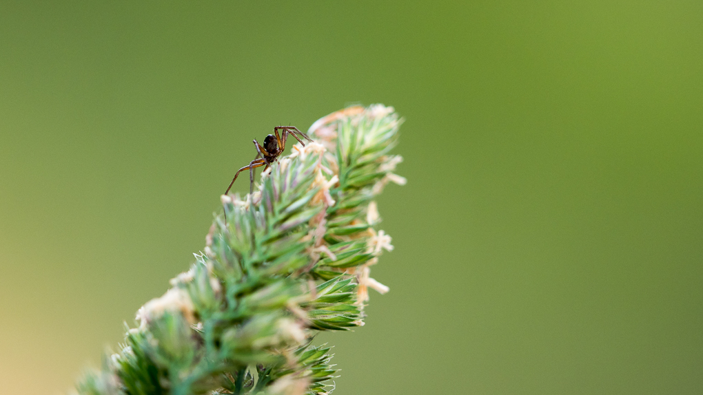 P6110533-comp 10.JPG