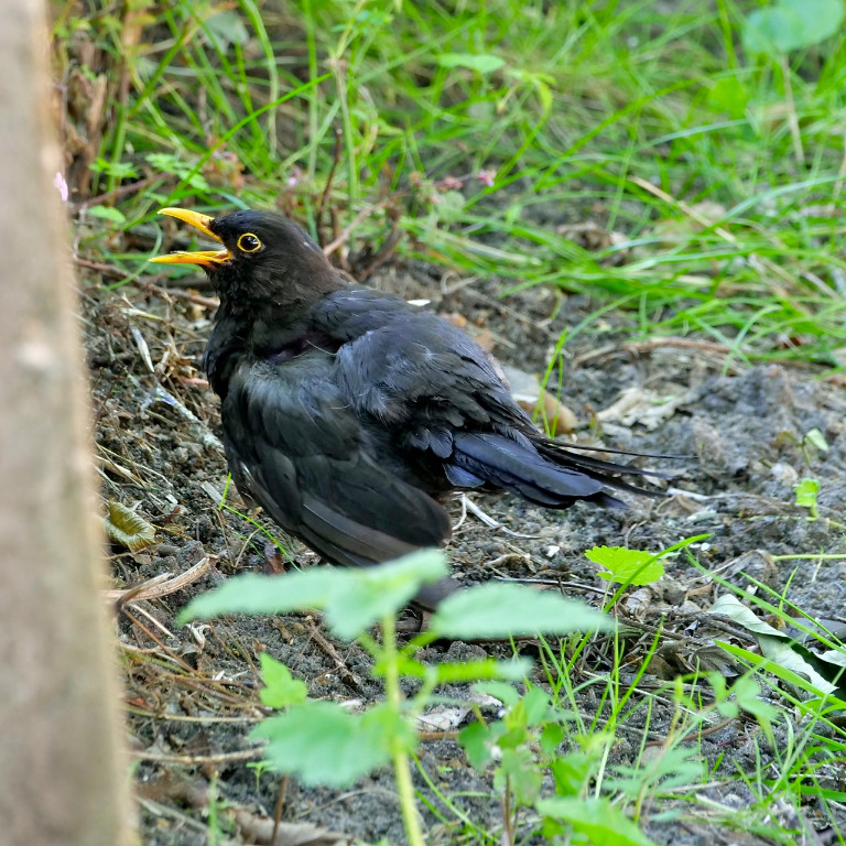 hechelnde Amsel.jpg