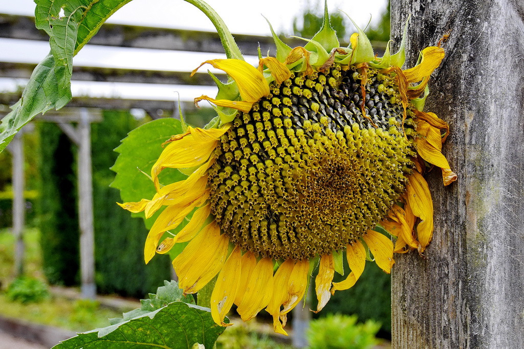 Sonnenblume.JPG