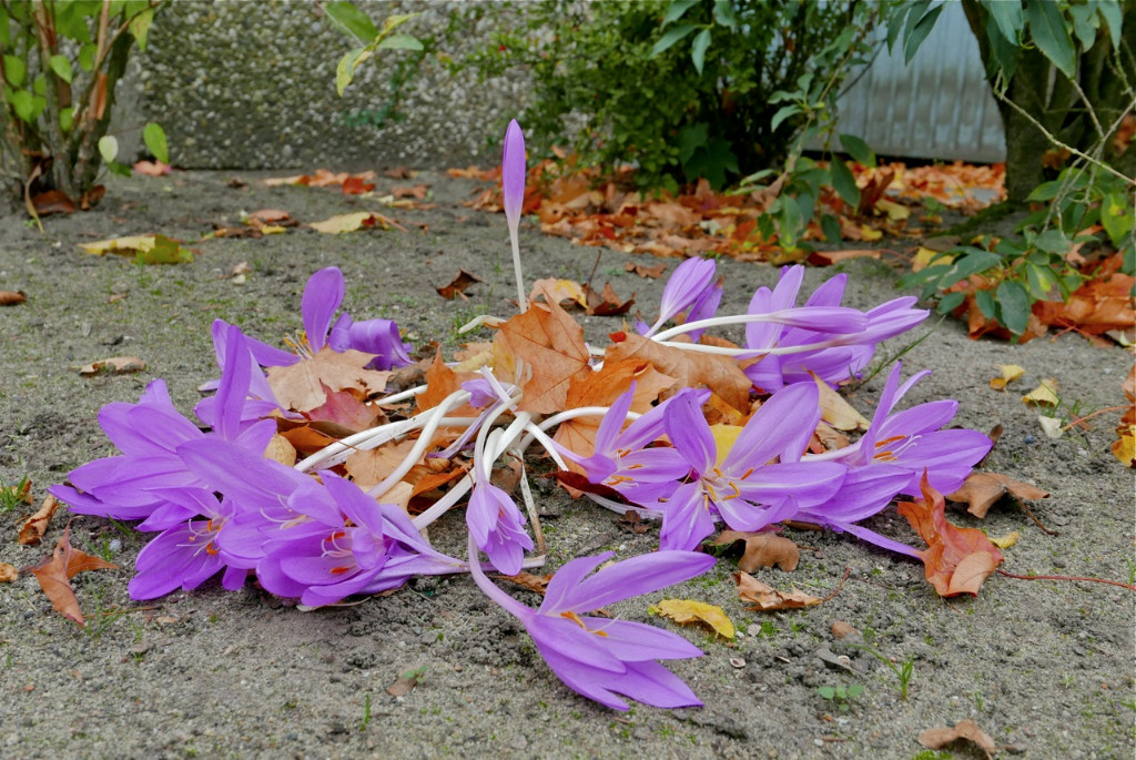 Herbstzeitlose 2.jpg