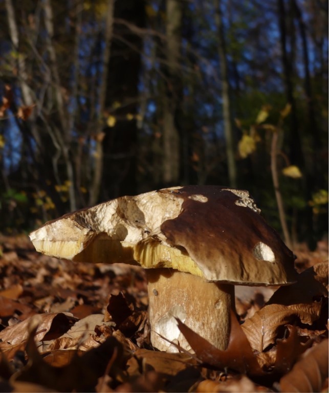 Pilz im Wald.jpg