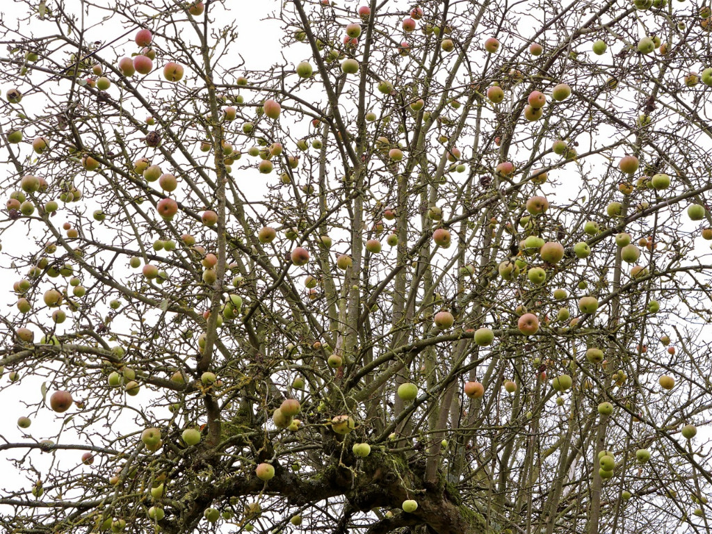 Winteräpfel.jpg