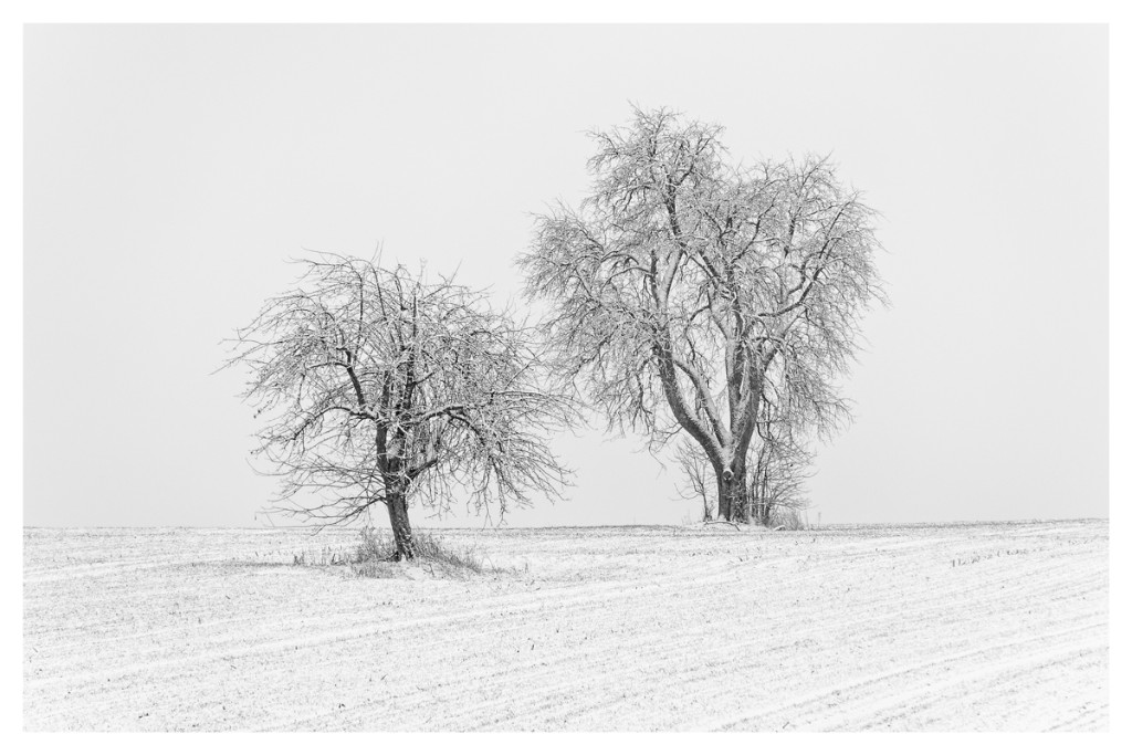 Winter_HK_1200px.jpg