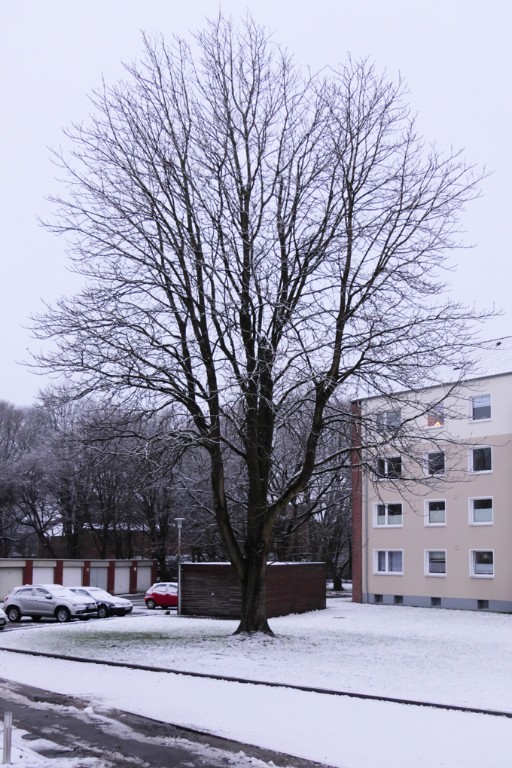 P1140230-2020-12-29-3,3-30-13.jpg