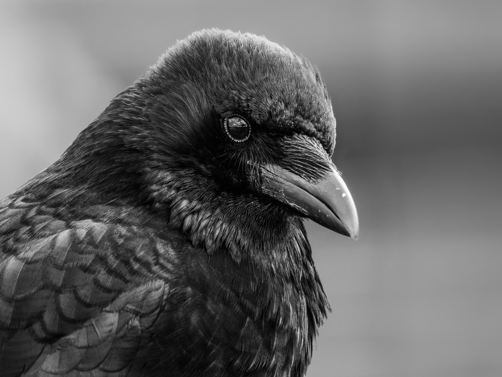 Rabe_SW_Oly100-400.jpg