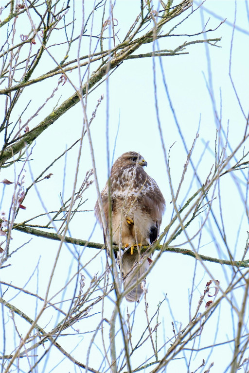 Mäusebussard, einbeinig.jpg